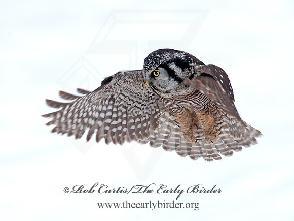 Surnia ulula  NORTHERN HAWK OWL 8033723