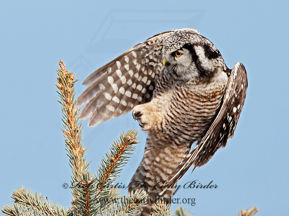 Surnia ulula  NORTHERN HAWK OWL 8033767