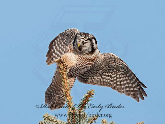 Surnia ulula  NORTHERN HAWK OWL 8033768