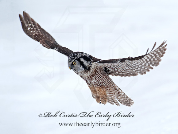 Surnia ulula  NORTHERN HAWK OWL 8033726