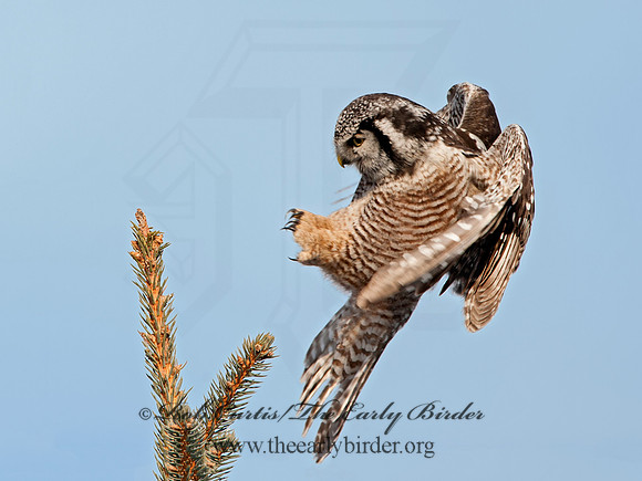 Surnia ulula  NORTHERN HAWK OWL 8033773