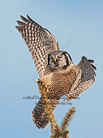 Surnia ulula  NORTHERN HAWK OWL 8033774