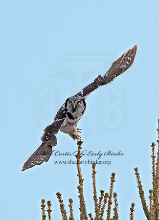 Surnia ulula  NORTHERN HAWK OWL 9027764