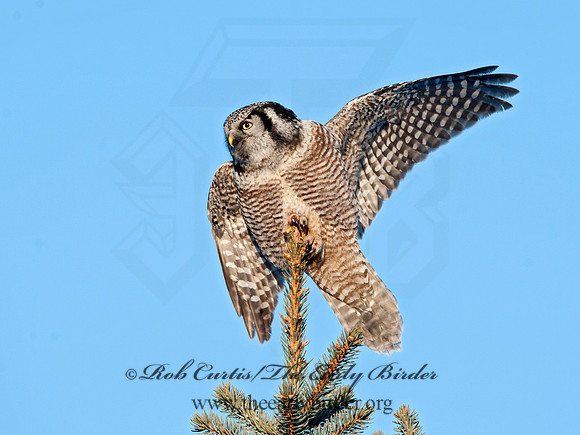 Surnia ulula  NORTHERN HAWK OWL 8033780