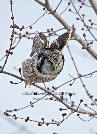 Surnia ulula  NORTHERN HAWK OWL 9027752