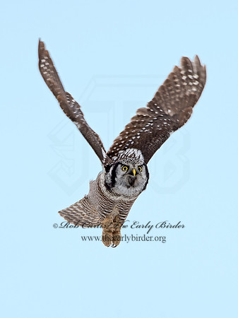 Surnia ulula  NORTHERN HAWK OWL 9027807