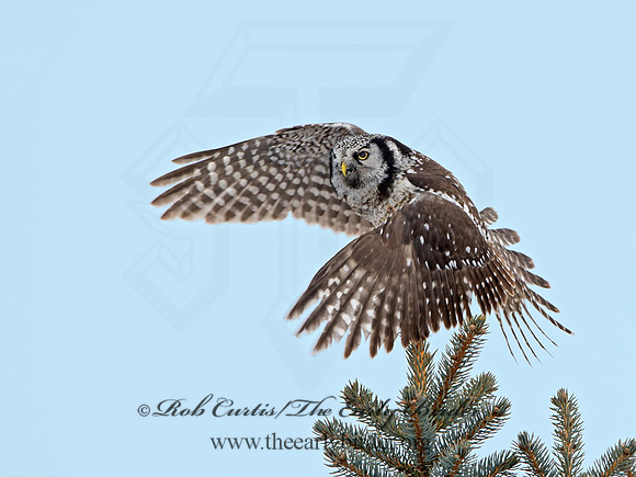 Surnia ulula  NORTHERN HAWK OWL 9027812