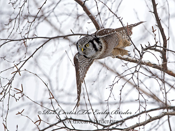 Surnia ulula  NORTHERN HAWK OWL 9027821