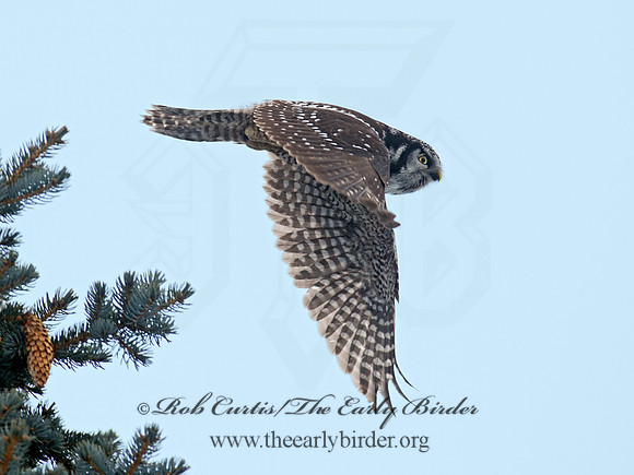 Surnia ulula  NORTHERN HAWK OWL 9027844