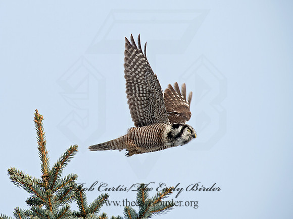Surnia ulula  NORTHERN HAWK OWL 9027851