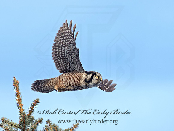 Surnia ulula  NORTHERN HAWK OWL 9027886