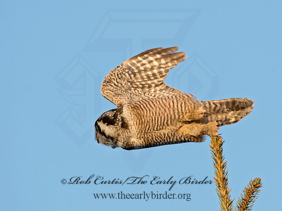 Surnia ulula  NORTHERN HAWK OWL 9027907