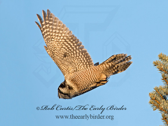 Surnia ulula  NORTHERN HAWK OWL 9027908