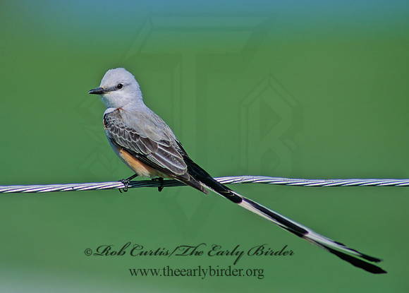 Tyrannus forficatus SCISSOR-TAILED FLYCATCHER 47123z