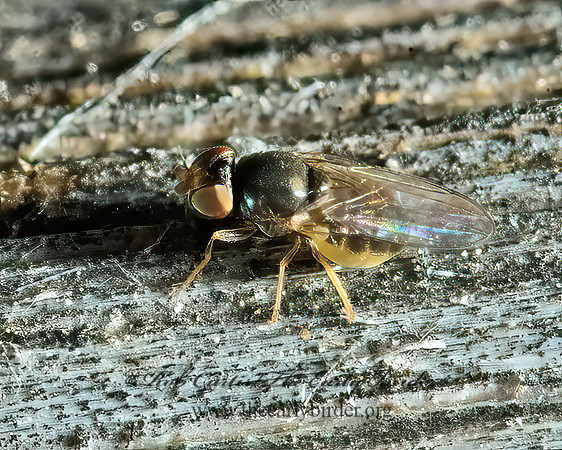 Oscinellinae CHLOROPID FLY 5014843 z