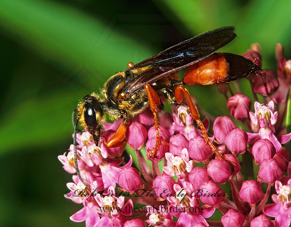 Sphex ichneumoneus 1274025z