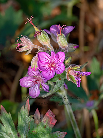 Geranium viscosissimum  STICKY PURPLE GERANIUM 3024151-z
