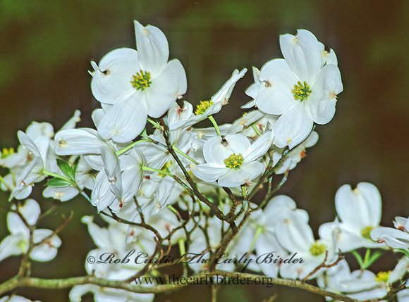 Cornus  DOGWOOD 289129z