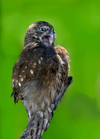 Glaucidium brasillianum  FERRUGINOUS PIGMY OWL 5005438