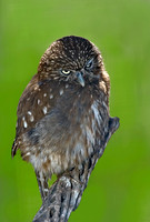 Glaucidium brasillianum  FERRUGINOUS PIGMY OWL 5005442