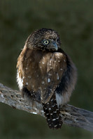 Glaucidium brasillianum  FERRUGINOUS PIGMY OWL 5005441