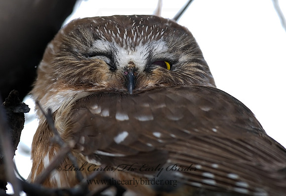Aegolius acadicus  SAW-WHET OWL 7013738