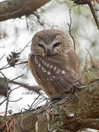 Aegolius acadicus  SAW-WHET OWL 9042392