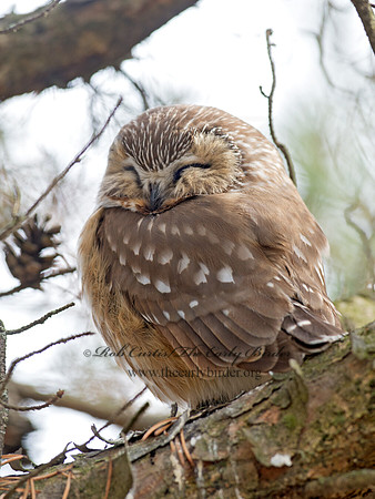 Aegolius acadicus  SAW-WHET OWL 9042399