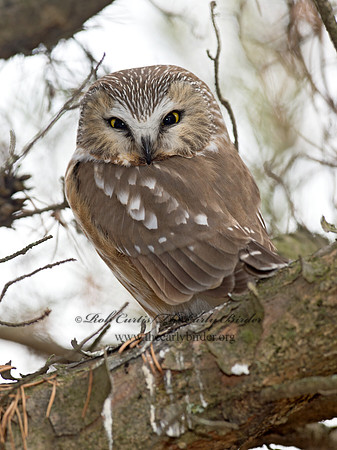 Aegolius acadicus  SAW-WHET OWL 9042404