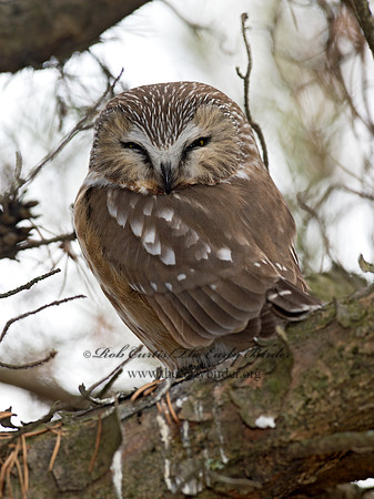Aegolius acadicus  SAW-WHET OWL 9042406