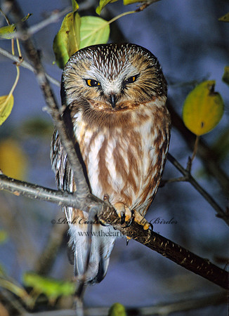 Aegolius acadicus  SAW-WHET OWL 294626