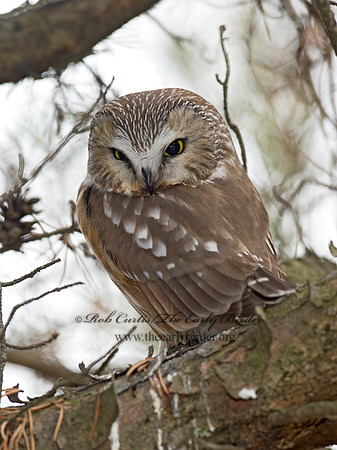 Aegolius acadicus  SAW-WHET OWL 9042408