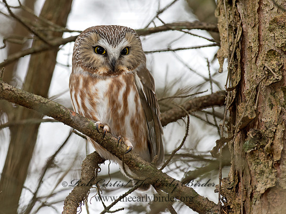 Aegolius acadicus  SAW-WHET OWL 9042436