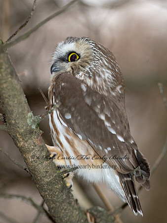 Aegolius acadicus  SAW-WHET OWL 9042421