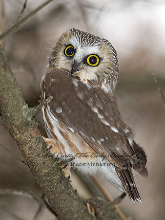Aegolius acadicus  SAW-WHET OWL 9042423
