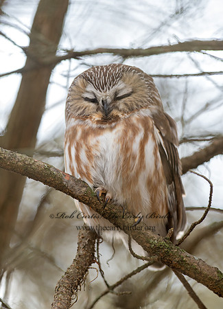 Aegolius acadicus  SAW-WHET OWL 9042451