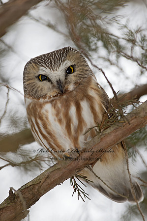 Aegolius acadicus  SAW-WHET OWL 9042463