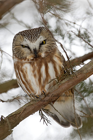 Aegolius acadicus  SAW-WHET OWL 9042465