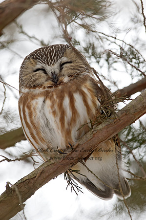 Aegolius acadicus  SAW-WHET OWL 9042467