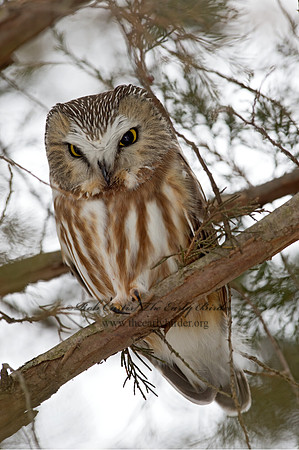 Aegolius acadicus  SAW-WHET OWL 9042470