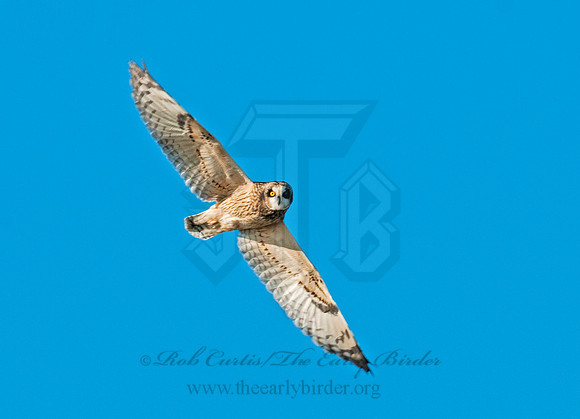 Asio flammeus  SHORT-EARED OWL 3004503
