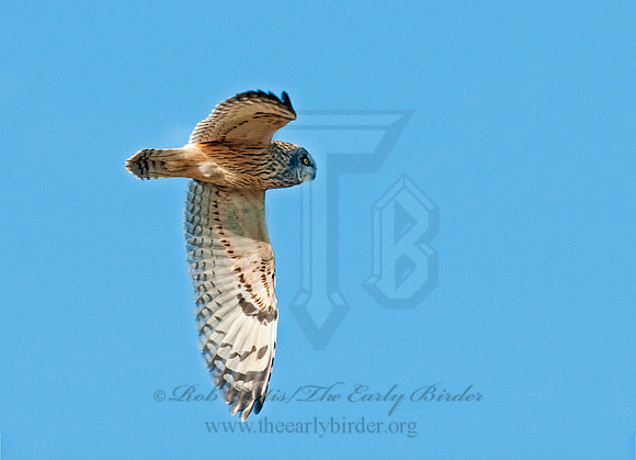 Asio flammeus  SHORT-EARED OWL 3004508