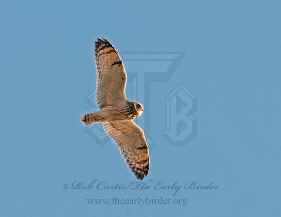 Asio flammeus  SHORT-EARED OWL 3006294