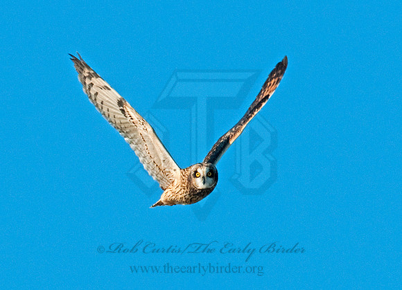 Asio flammeus  SHORT-EARED OWL 3004501