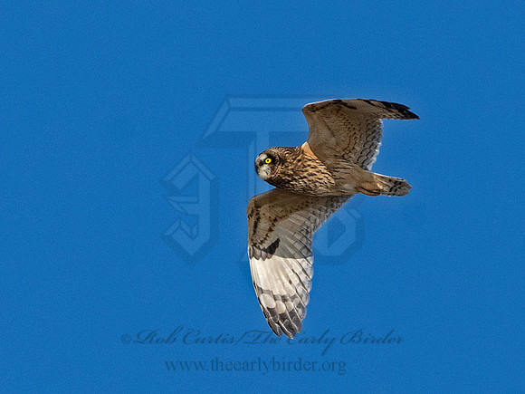 Asio flammeus  SHORT-EARED OWL 3027360