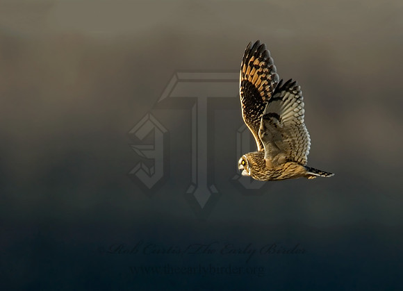 Asio flammeus  SHORT-EARED OWL 6019216