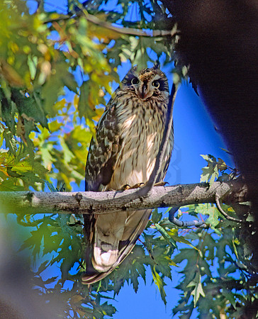 Asio flammeus  SHORT-EARED OWL 82512