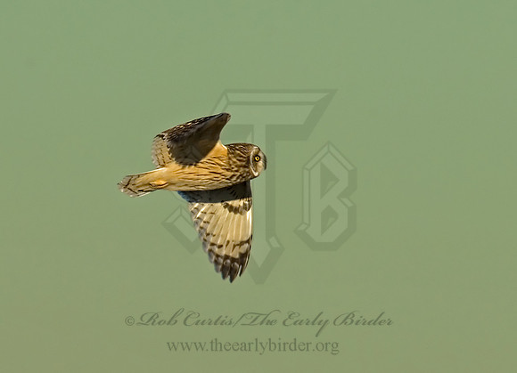 Asio flammeus  SHORT-EARED OWL 6019241