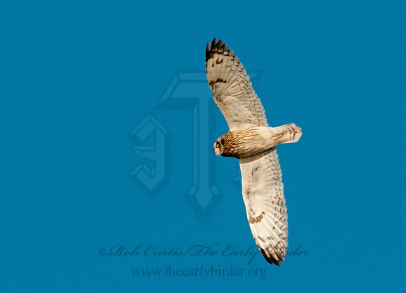 Asio flammeus  SHORT-EARED OWL 3010712