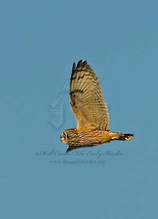 Asio flammeus  SHORT-EARED OWL 6019242